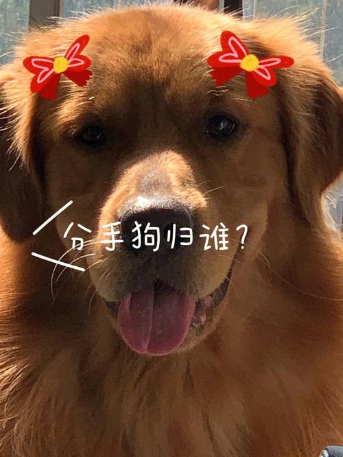 分手了前男友来他狗怎么办, 分手了,前男友竟然来“他狗”怎么办?