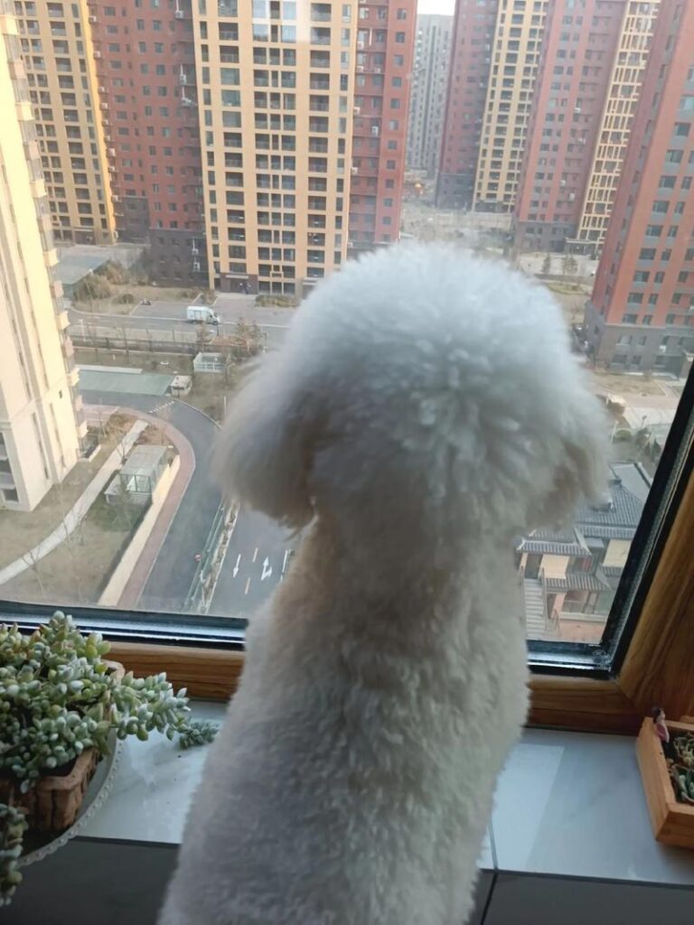 抱狗女人打婆婆怎么办视频,强子铁夹子对付凶猛的大狗视频完整