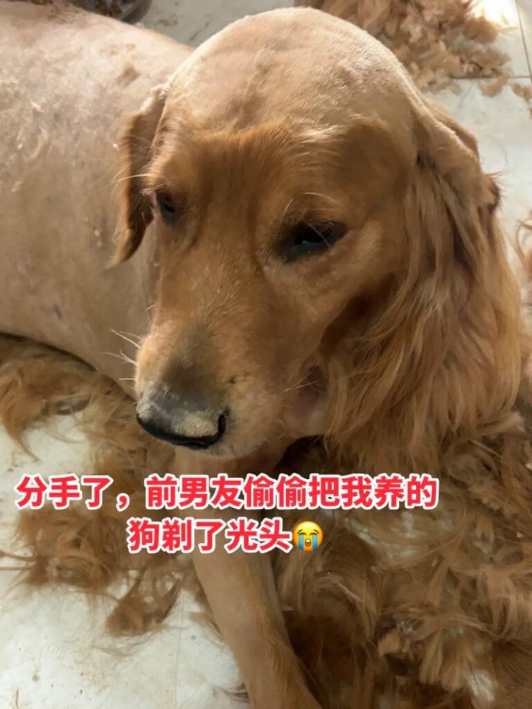 分手了前男友来他狗怎么办, 分手了,前男友竟然来“他狗”怎么办?