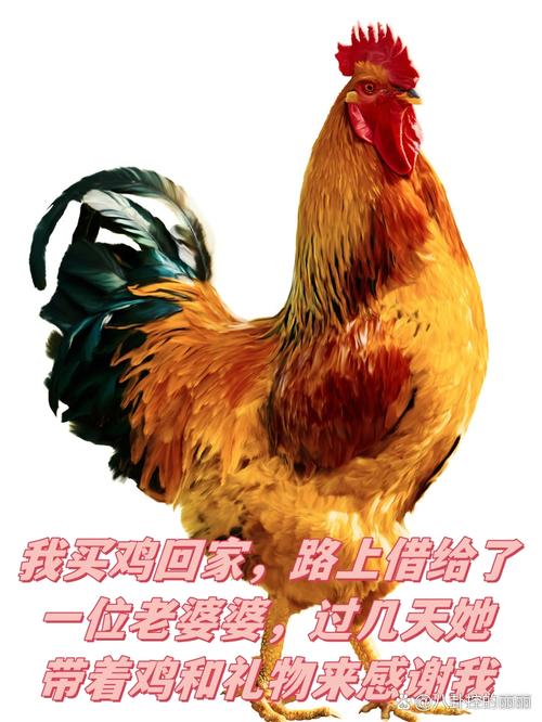 婆婆绕鸡不炖整只鸡怎么办,婆婆的“独特”烹饪艺术