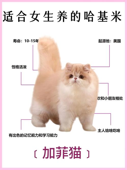 加菲猫女朋友矛盾,萌宠界的“网红”