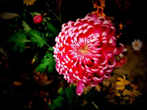 怎么爆男朋友菊花,如何巧妙地让男朋友体验菊花之乐