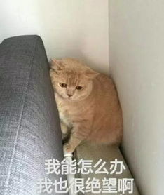 女朋友不理你了怎么办,应对女朋友不理你的实用攻略