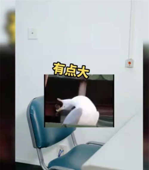 女朋友胸疼怎么回事儿,常见原因及应对策略