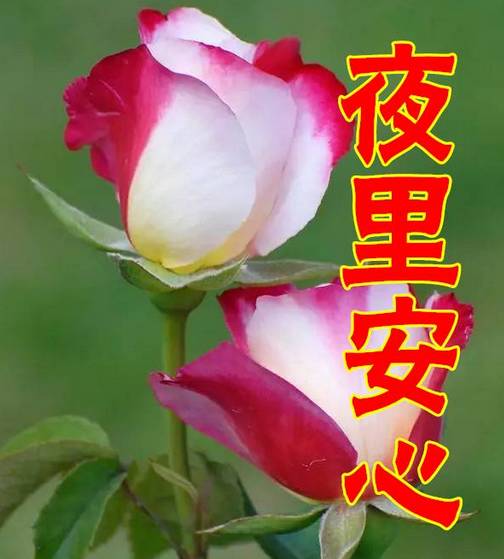 老婆早上好英文怎么写,Morning Greetings to My Beloved: A Heartfelt English Salutation