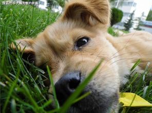 女朋友狗死了怎么安慰,如何安慰失去爱犬的女朋友