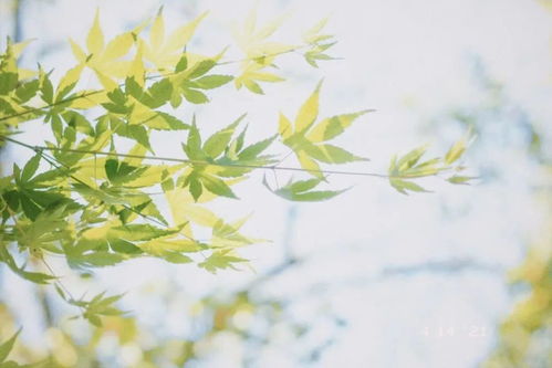 最疗愈人的三种情感语录,爱、希望与宽容的温暖旋律