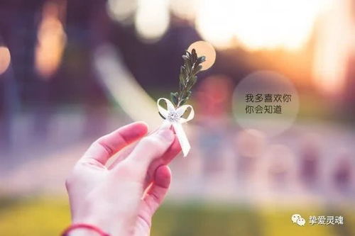 挽回爱情语录,挽回爱情语录，重燃爱火的力量